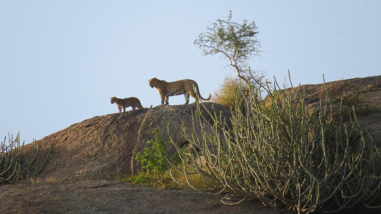 Clarks Safari Jawai Hotel Jawai Bandh Екстериор снимка