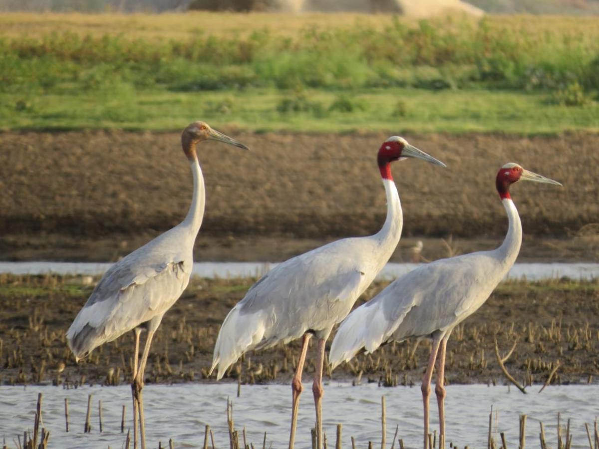 Clarks Safari Jawai Hotel Jawai Bandh Екстериор снимка
